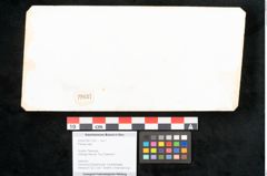 Foto (Objekt + Etikett) von Plantae indet.  (NHMW-GEO-2024-0188-11637)
